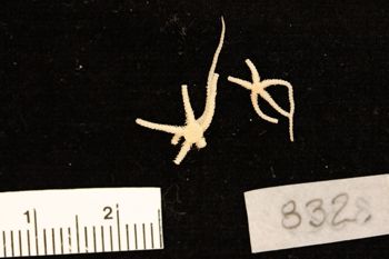 Media type: image;   Invertebrate Zoology OPH-832